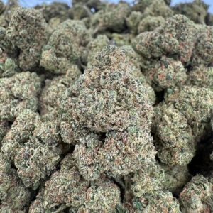 CANDY BEAR - Barewoods