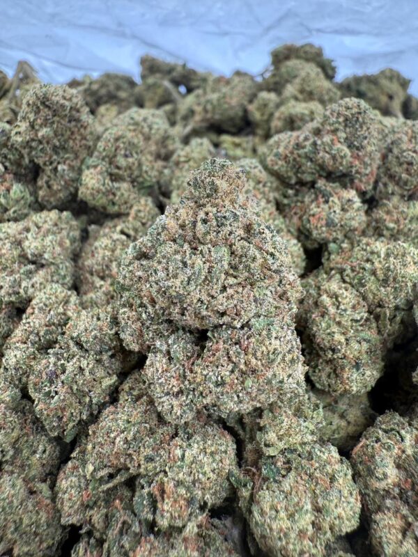 CANDY BEAR - Barewoods