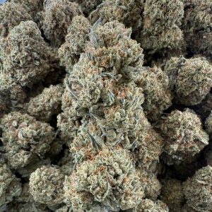 CINDERELLA 99 - Barewoods