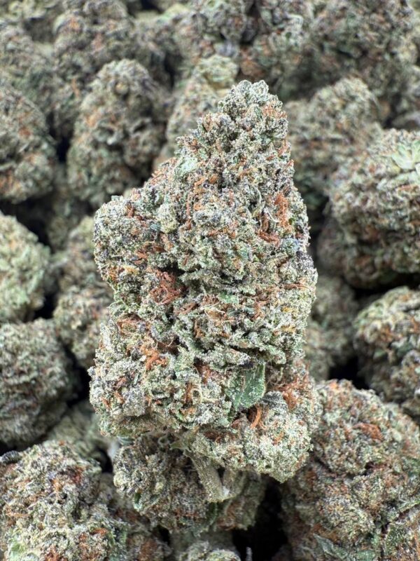 GUMMY BEAR - Barewoods